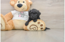 Cute Cockapoo Baby