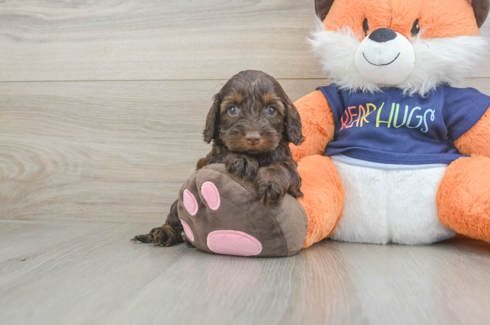 5 week old Cockapoo Puppy For Sale - Seaside Pups