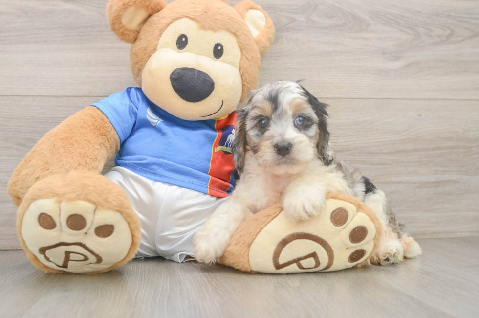 6 week old Cockapoo Puppy For Sale - Seaside Pups