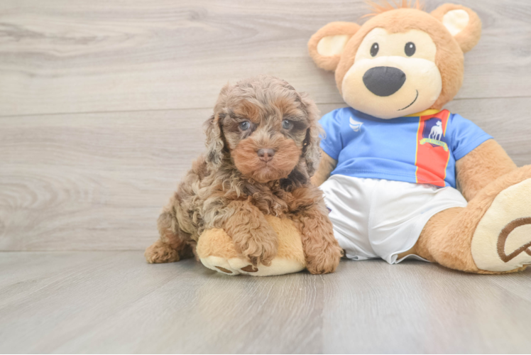 Little Cocker Doodle Poodle Mix Puppy