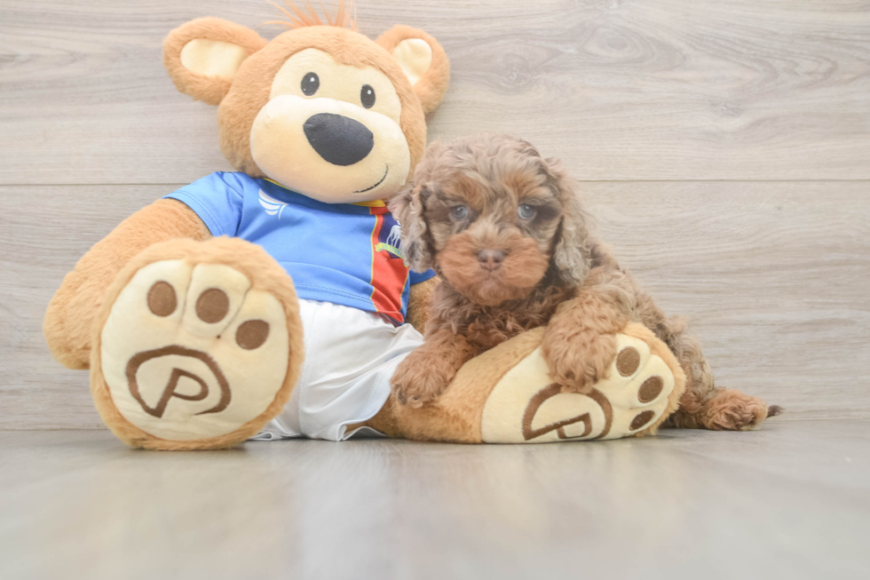 Best Cockapoo Baby