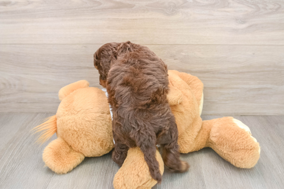 Cockapoo Puppy for Adoption