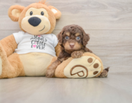 7 week old Cockapoo Puppy For Sale - Seaside Pups