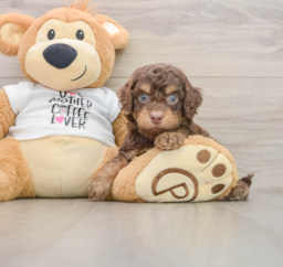 8 week old Cockapoo Puppy For Sale - Seaside Pups