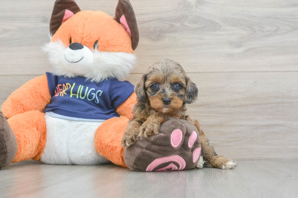 5 week old Cockapoo Puppy For Sale - Seaside Pups
