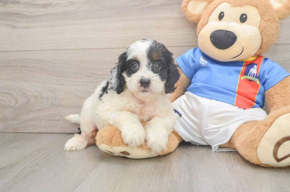 6 week old Cockapoo Puppy For Sale - Seaside Pups