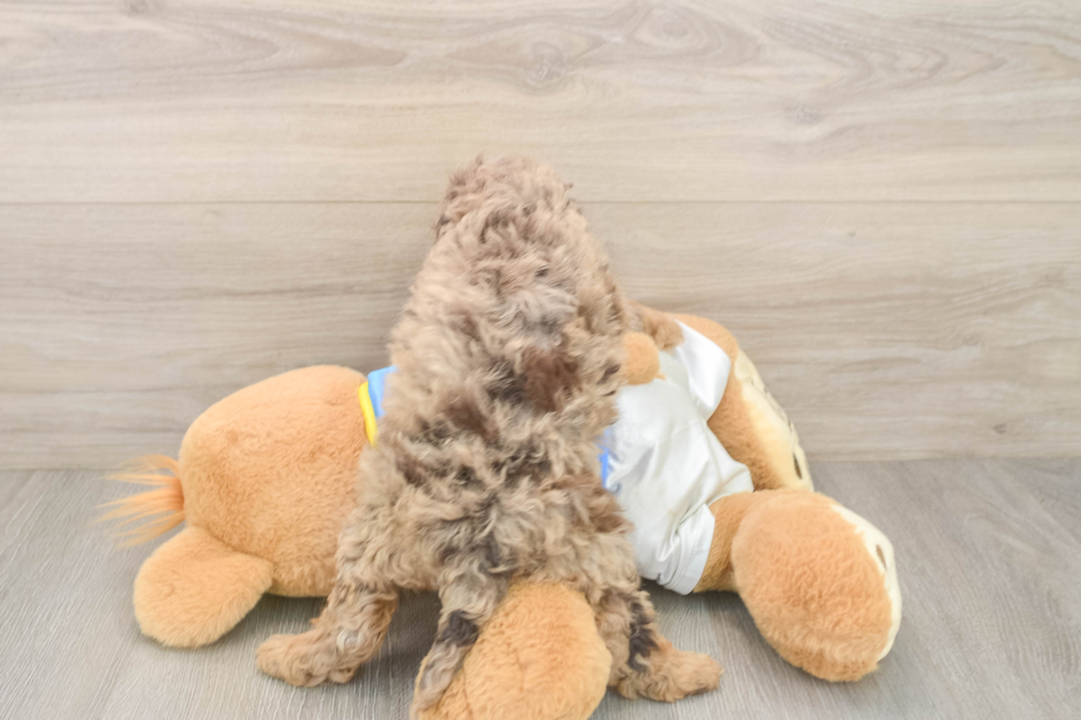 Best Cockapoo Baby