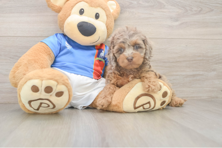 Hypoallergenic Cocker Doodle Poodle Mix Puppy