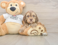 5 week old Cockapoo Puppy For Sale - Seaside Pups