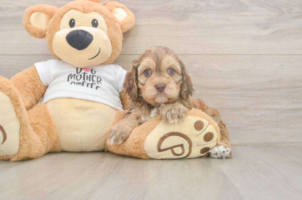 5 week old Cockapoo Puppy For Sale - Seaside Pups