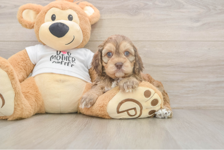 Meet Remedy - our Cockapoo Puppy Photo  1/3 - Seaside Pups Fluffy Cockapoo Poodle Mix Pup