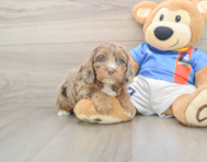 7 week old Cockapoo Puppy For Sale - Seaside Pups