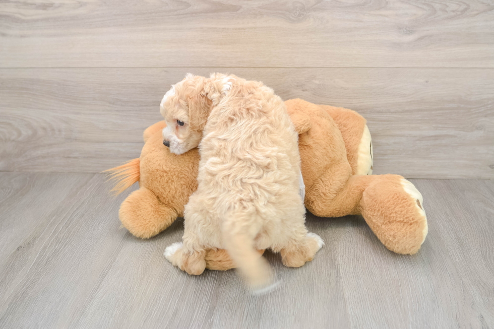 Friendly Cockapoo Baby