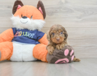 9 week old Cockapoo Puppy For Sale - Seaside Pups