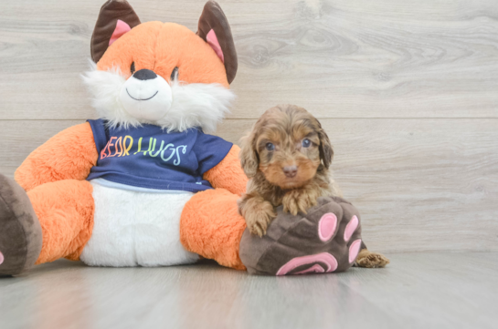 Popular Cockapoo Poodle Mix Pup