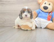 8 week old Cockapoo Puppy For Sale - Seaside Pups