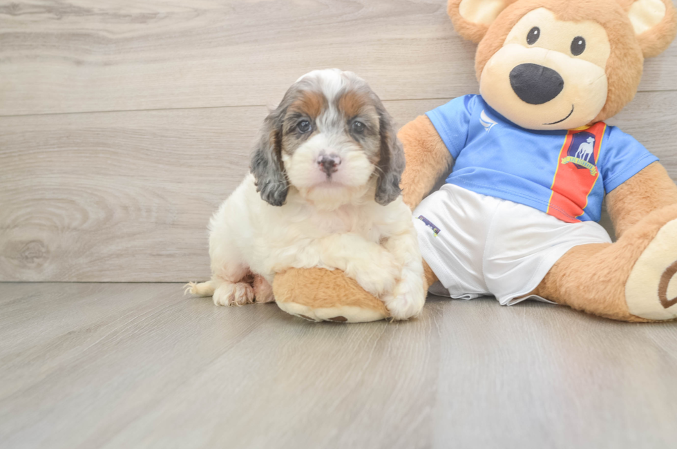 6 week old Cockapoo Puppy For Sale - Seaside Pups