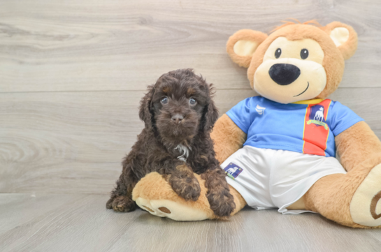 Cockapoo Puppy for Adoption