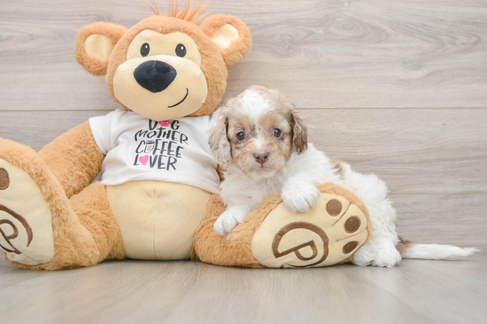 Smart Cockapoo Poodle Mix Pup