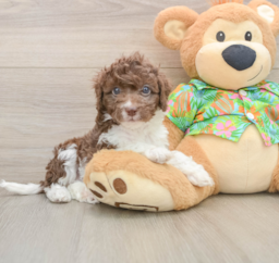 5 week old Cockapoo Puppy For Sale - Seaside Pups