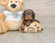 5 week old Cockapoo Puppy For Sale - Seaside Pups