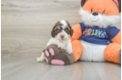 Petite Cockapoo Poodle Mix Pup