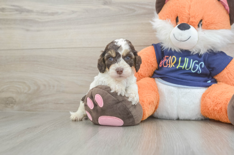 5 week old Cockapoo Puppy For Sale - Seaside Pups