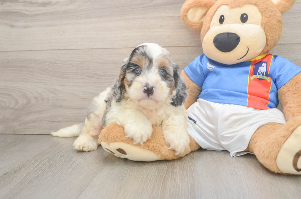 6 week old Cockapoo Puppy For Sale - Seaside Pups