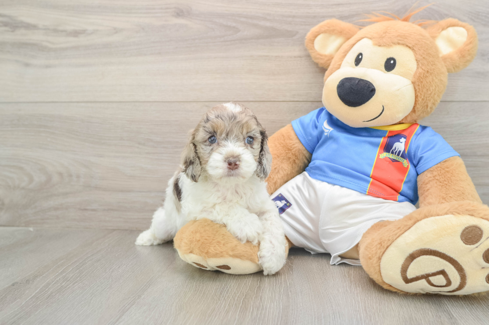 Adorable Cocker Doodle Poodle Mix Puppy