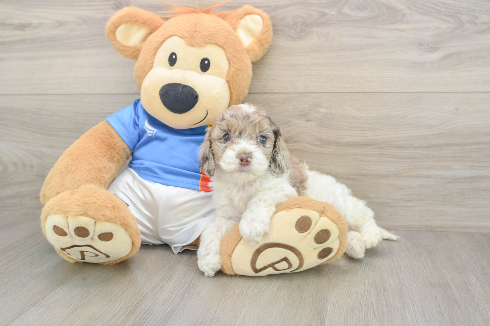 Cockapoo Pup Being Cute