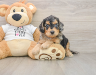 7 week old Cockapoo Puppy For Sale - Seaside Pups