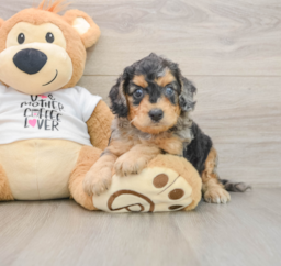 8 week old Cockapoo Puppy For Sale - Seaside Pups