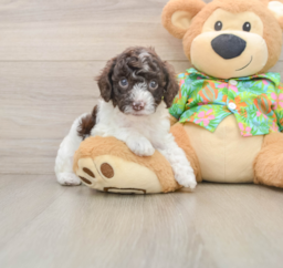 5 week old Cockapoo Puppy For Sale - Seaside Pups