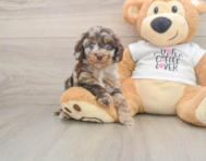 5 week old Cockapoo Puppy For Sale - Seaside Pups