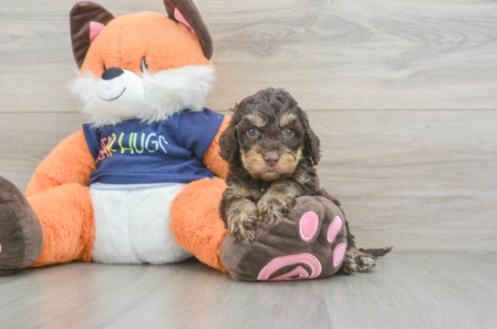 Friendly Cockapoo Baby