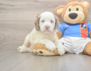 7 week old Cockapoo Puppy For Sale - Seaside Pups