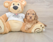5 week old Cockapoo Puppy For Sale - Seaside Pups
