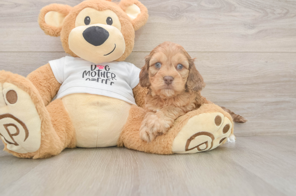 5 week old Cockapoo Puppy For Sale - Seaside Pups