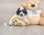 7 week old Cockapoo Puppy For Sale - Seaside Pups