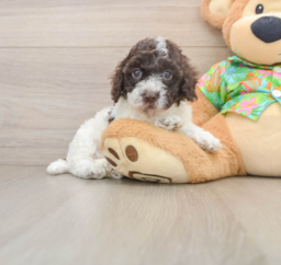 5 week old Cockapoo Puppy For Sale - Seaside Pups