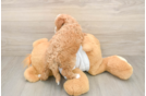 Cockapoo Pup Being Cute