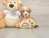 5 week old Cockapoo Puppy For Sale - Seaside Pups