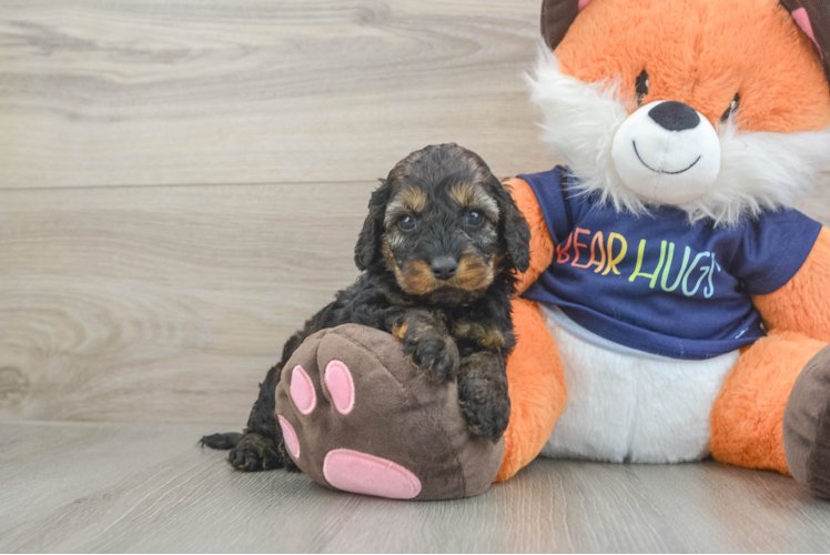 Little Cocker Doodle Poodle Mix Puppy