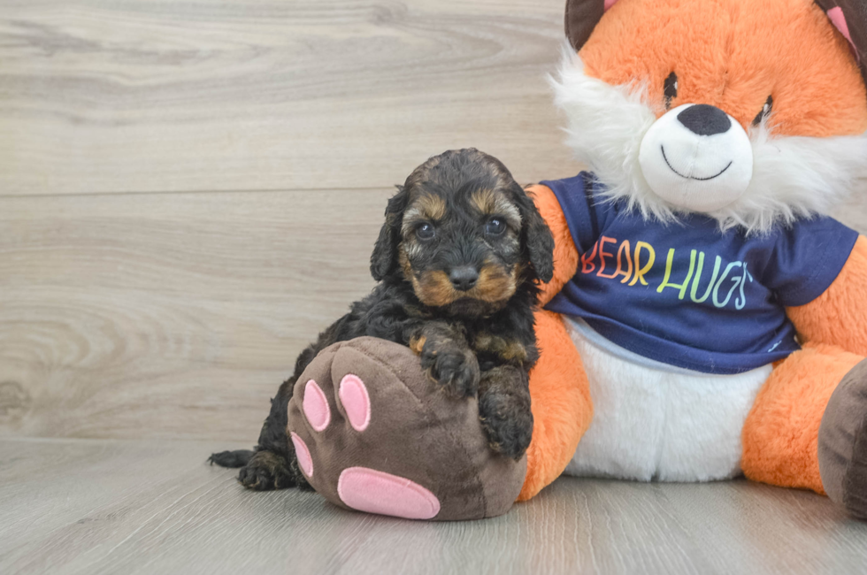 5 week old Cockapoo Puppy For Sale - Seaside Pups