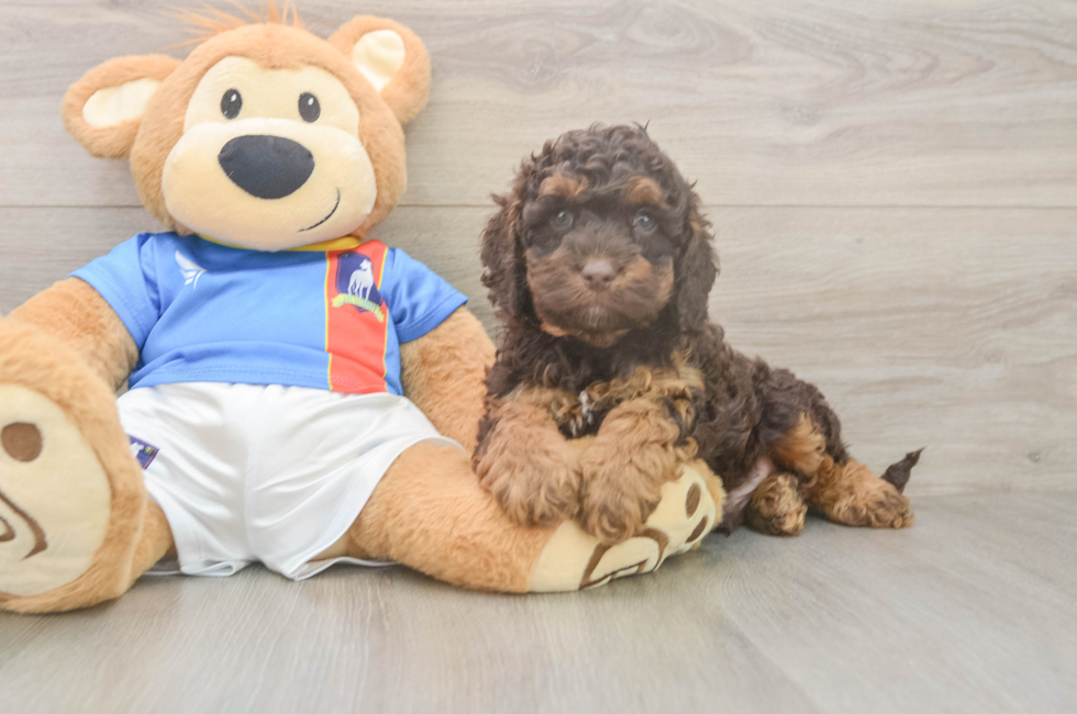 6 week old Cockapoo Puppy For Sale - Seaside Pups