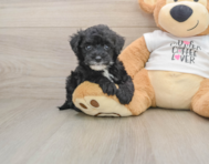 5 week old Cockapoo Puppy For Sale - Seaside Pups