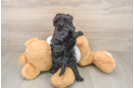 Cockapoo Puppy for Adoption