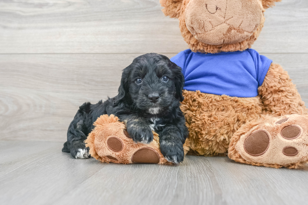 Meet Ruffle - our Cockapoo Puppy Photo  2/3 - Seaside Pups Little Cockerpoo Poodle Mix Puppy