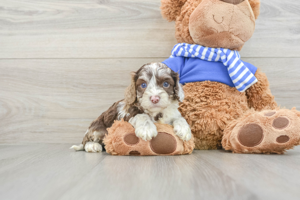 Best Cockapoo Baby