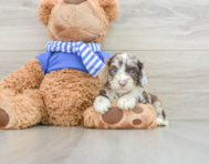 5 week old Cockapoo Puppy For Sale - Seaside Pups